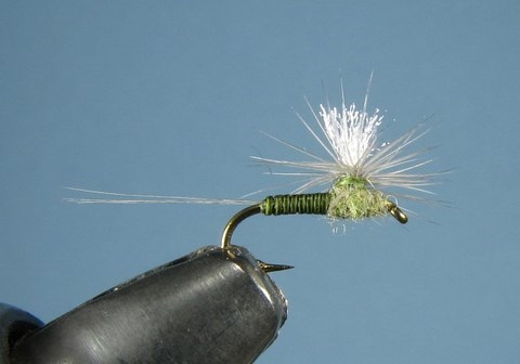 Olive Quill (Parachute)