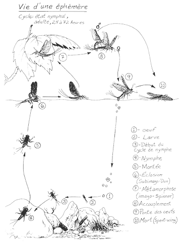 Les Éphémères