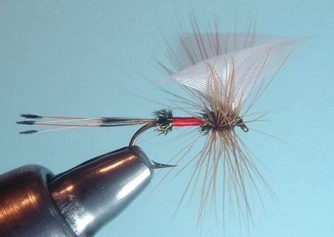 Royal coachman Fanwing 