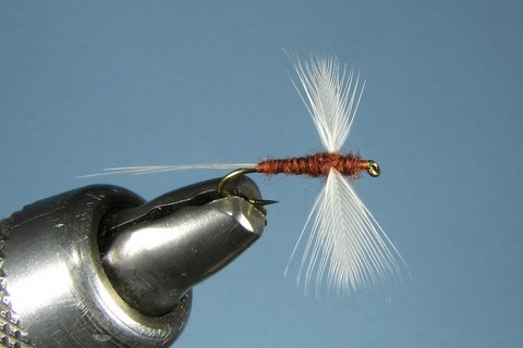 Rusty Spinner Hen Hackle Tip Wings