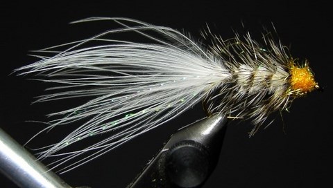 TAYLOR BUGGER BLANC